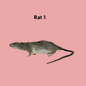 RATS-Taxidermy