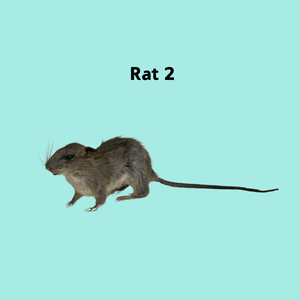 RATS-Taxidermy