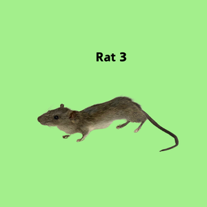 RATS-Taxidermy