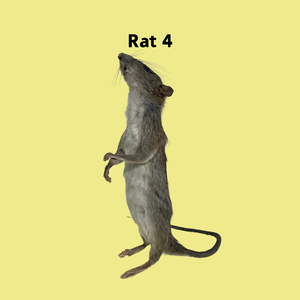 RATS-Taxidermy