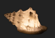 Load image into Gallery viewer, Conch Shell Decorative Light Up
