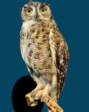 Load image into Gallery viewer, Adult Eagle Owl-Wall Mounted
