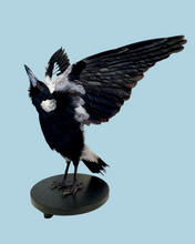 Load image into Gallery viewer, Magpie Taxidermy with Full Wingspan by Antoinette Ratcliffe

