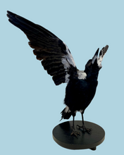 Load image into Gallery viewer, Magpie Taxidermy with Full Wingspan by Antoinette Ratcliffe
