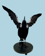 Load image into Gallery viewer, Magpie Taxidermy with Full Wingspan by Antoinette Ratcliffe
