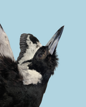 Load image into Gallery viewer, Magpie Taxidermy with Full Wingspan by Antoinette Ratcliffe
