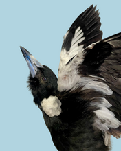 Load image into Gallery viewer, Magpie Taxidermy with Full Wingspan by Antoinette Ratcliffe

