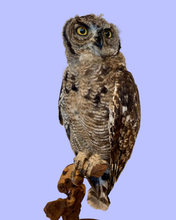 Load image into Gallery viewer, Juvenile Eagle Owl
