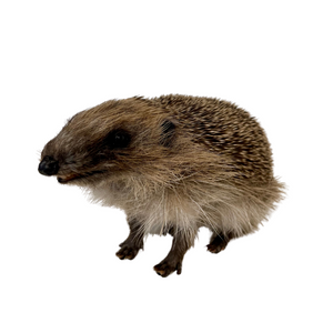 Juvenile European Hedgehog