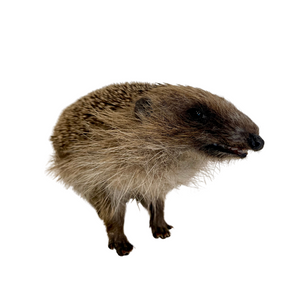 Juvenile European Hedgehog