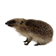 Load image into Gallery viewer, Juvenile European Hedgehog

