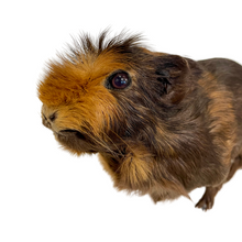 Load image into Gallery viewer, Guinea Pig-Taxidermy
