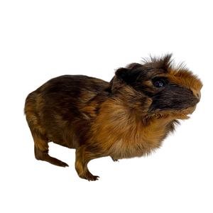 Guinea Pig-Taxidermy