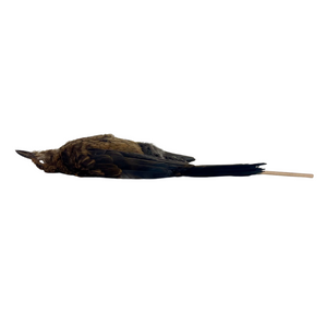 Female Blackbird Study Skin by Antoinette Ratcliffe