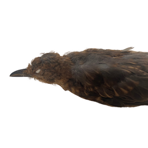 Female Blackbird Study Skin by Antoinette Ratcliffe