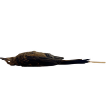 Load image into Gallery viewer, Female Blackbird Study Skin by Antoinette Ratcliffe
