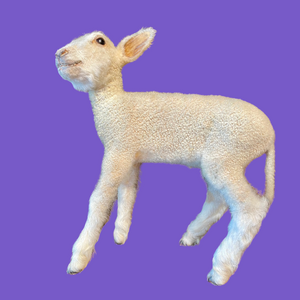 Baby Lamb Taxidermy
