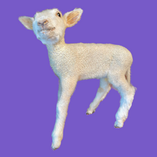 Load image into Gallery viewer, Baby Lamb Taxidermy
