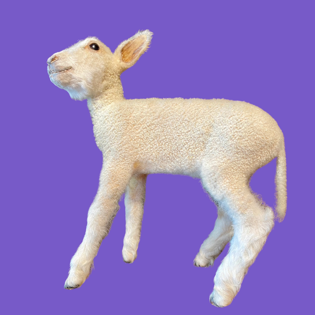 Baby Lamb Taxidermy