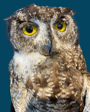 Load image into Gallery viewer, Adult Eagle Owl-Wall Mounted

