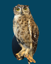 Load image into Gallery viewer, Adult Eagle Owl-Wall Mounted
