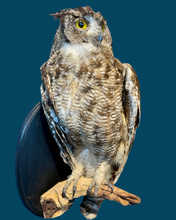 Load image into Gallery viewer, Adult Eagle Owl-Wall Mounted
