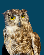 Load image into Gallery viewer, Adult Eagle Owl-Wall Mounted
