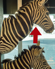Load image into Gallery viewer, Zebra Bust #1 Taxidermy
