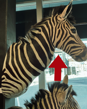 Load image into Gallery viewer, Zebra Bust #1 Taxidermy
