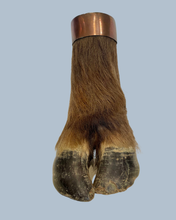 Load image into Gallery viewer, Cape Buffalo Hooves

