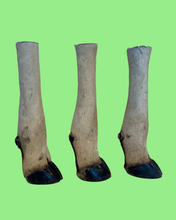 Load image into Gallery viewer, Hartebeest -Large Antelope Hooves
