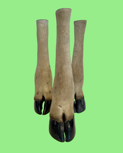 Load image into Gallery viewer, Hartebeest -Large Antelope Hooves
