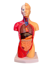Load image into Gallery viewer, Human Torso Anatomy Model
