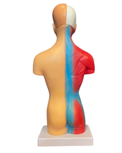 Load image into Gallery viewer, Human Torso Anatomy Model

