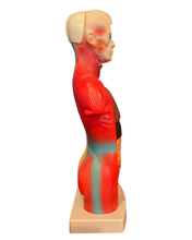Load image into Gallery viewer, Human Torso Anatomy Model
