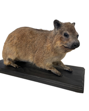 Load image into Gallery viewer, African Cape Rock Hyrax Taxidermy
