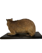 Load image into Gallery viewer, African Cape Rock Hyrax Taxidermy
