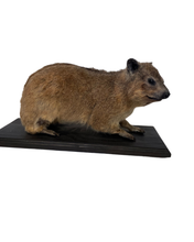 Load image into Gallery viewer, African Cape Rock Hyrax Taxidermy
