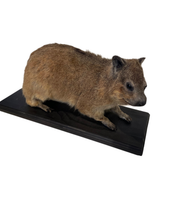 Load image into Gallery viewer, African Cape Rock Hyrax Taxidermy
