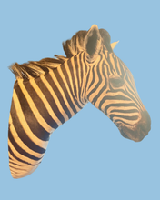 Load image into Gallery viewer, Zebra Bust #3 Taxidermy

