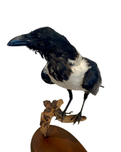 Load image into Gallery viewer, African Pied Crow Taxidermy #2
