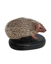 Load image into Gallery viewer, Lesser Hedgehog Tenrec #2
