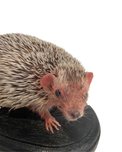Load image into Gallery viewer, Lesser Hedgehog Tenrec #2
