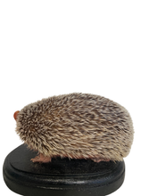 Load image into Gallery viewer, Lesser Hedgehog Tenrec #2
