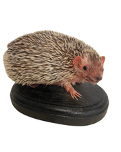 Load image into Gallery viewer, Lesser Hedgehog Tenrec #2
