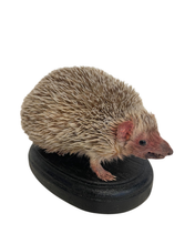 Load image into Gallery viewer, Lesser Hedgehog Tenrec #3

