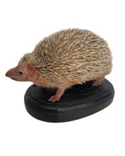 Load image into Gallery viewer, Lesser Hedgehog Tenrec #3
