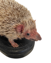 Load image into Gallery viewer, Lesser Hedgehog Tenrec #3
