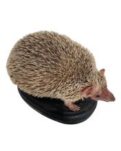 Load image into Gallery viewer, Lesser Hedgehog Tenrec #3
