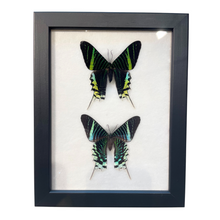 Load image into Gallery viewer, Pair of Framed Peacock Moths
